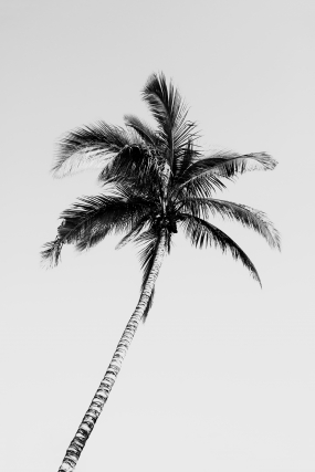 Lonely Palm Tenerife