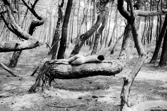 Dead Forest